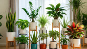 Houseplants for Beginners: Top 10