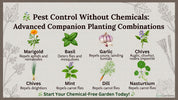 Pest Control Without Chemicals: Advanced Companion Planting Combinations
