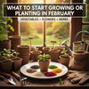 What to Start Growing or Planting in February