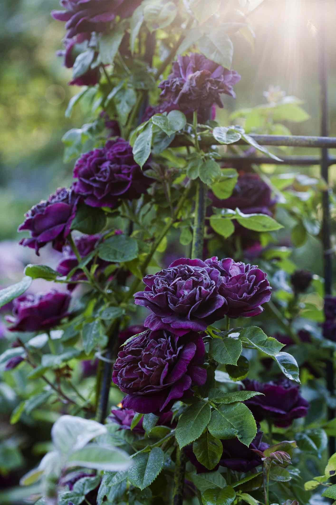 Guide for Purple Climbing Rose Seeds
