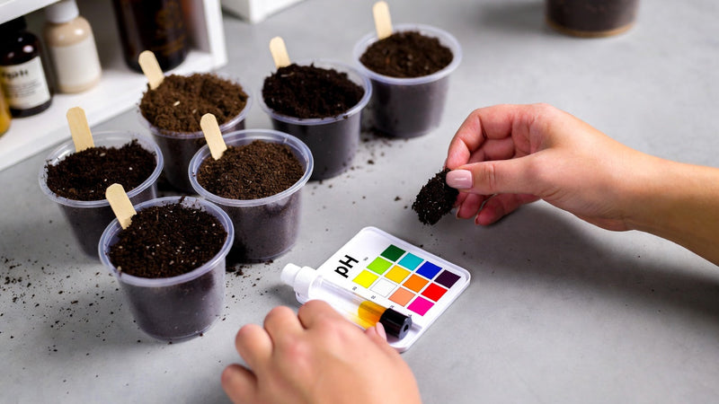 Why Soil is Important: Simple Home pH Test and What to Do Next