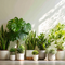 Indoor Plants