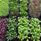 Microgreens