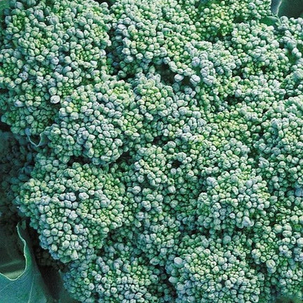 Broccoli Seed, Italian Green Sprouting, (100+ Broccoli Seeds),Non GMO Heirloom