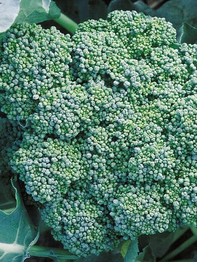 Broccoli Seed, Italian Green Sprouting, (100+ Broccoli Seeds),Non GMO Heirloom