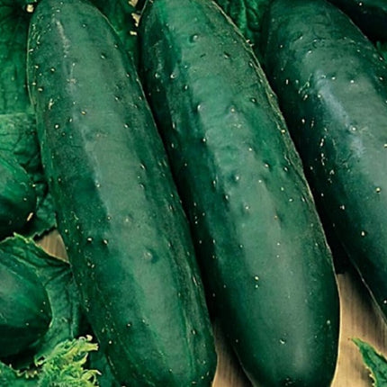 Marketmore 76 Cucumber Seeds | NON-GMO Cucumber Seeds | Heirloom Garden Seeds