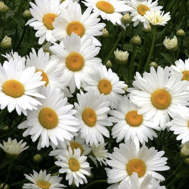 GIANT SHASTA DAISY - PERENNIAL FLOWER - 100+ SEEDS