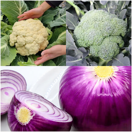 Atlas Vegetable Seeds Survival Garden Kit - over 50,000 Seeds, 29 Varieties