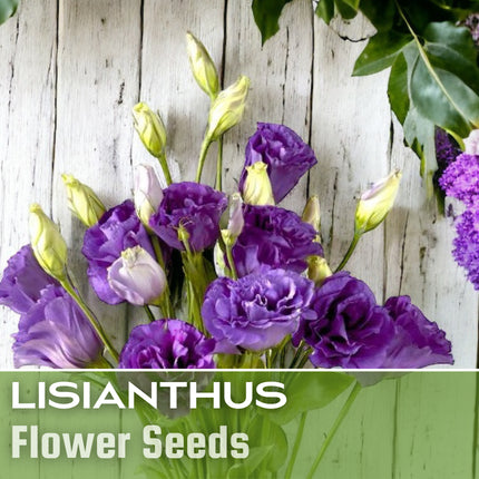 Lisianthus Seeds - 100 Seeds Garden Bloom Flower Seed Flowers Non Gmo Heirloom