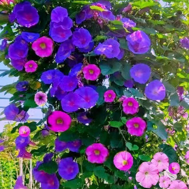 50+Tall Morning Glory Seeds Mix Climbing Vine Flower Fence Garden USA