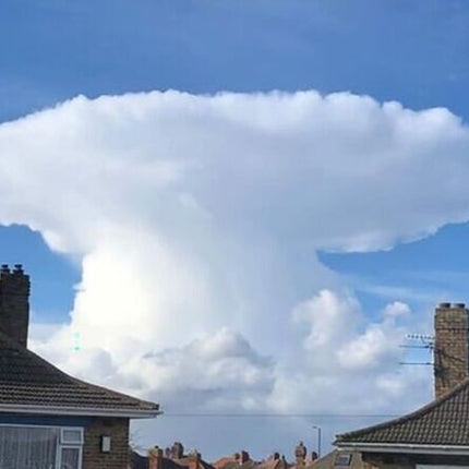 RUGGED SURVIVAL SEED BUCKET 600,000 Non-Gmo.Heirlo