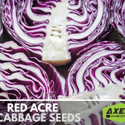 Red Acre Cabbage Heirloom Non-Gmo Seeds