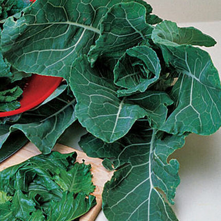 Georgia Collard Greens Seeds, NON-GMO, Heirloom Collard Seed, Multiple Sizes