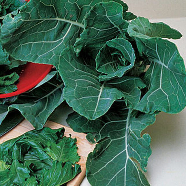 Georgia Collard Greens Seeds, NON-GMO, Heirloom Collard Seed, Multiple Sizes