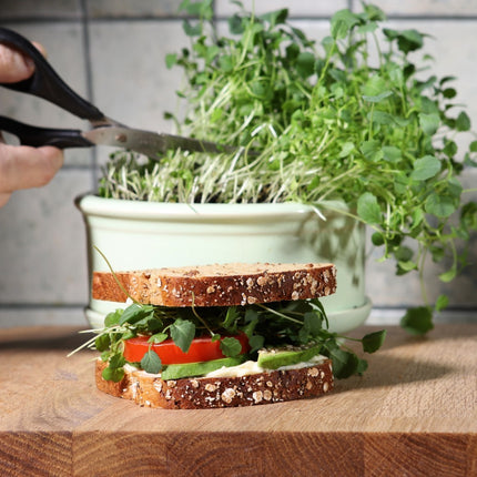 Organic Broccoli MICROGREEN Seeds | Heirloom Non GMO Sprouting Seeds