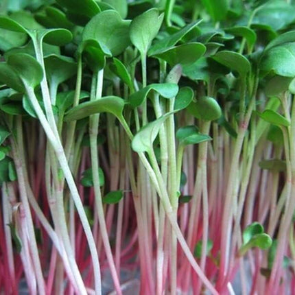 500+China Rose Radish Seeds Red Daikon Winter Radish Microgreens Sprout Seed USA