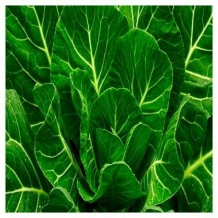 Morris Heading Collard Seeds | Non-Gmo | Heirloom | Fresh Garden Seeds