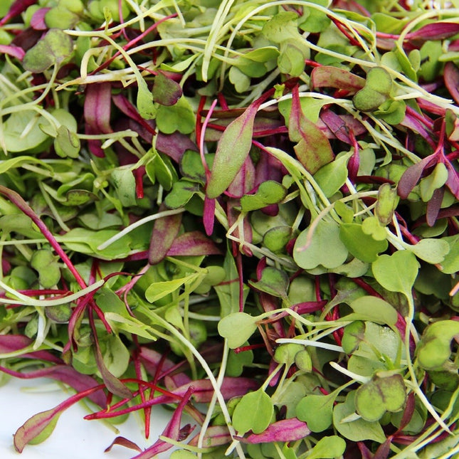 Spicy Salad Microgreen Seeds - Non GMO Heirloom High Germination - Fast Shipping