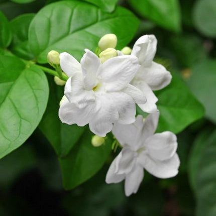 200+ Climbing Jasmine Flower Seeds | Non-Gmo Fragrant Plant Seeds for Garde