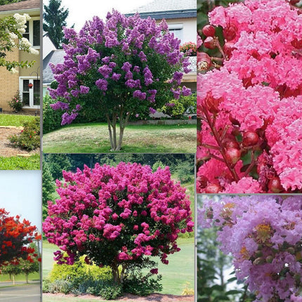 20 EXOTIC CRAPE MYRTLE SEEDS for Garden Flower House Plant Bush USA SELLER USPS