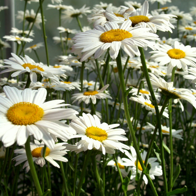 Shasta Daisy Seeds | Heirloom / Non-Gmo | Free Shipping | Flower Seeds | 1178