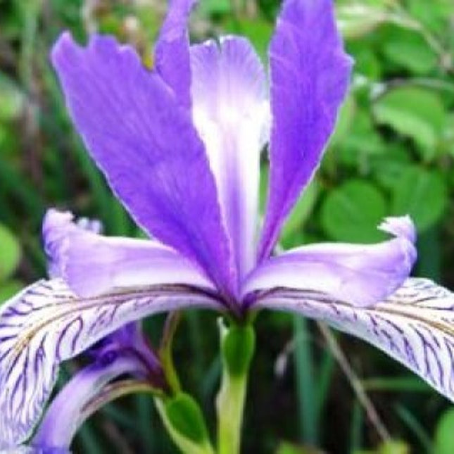 WILD BLUE IRIS FLOWER SEEDS FREE SHIPPING 25 FRESH SEEDS