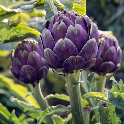 15+Purple Romagna Artichoke Seeds Italian Artichoke Perennial Plant Seeds USA
