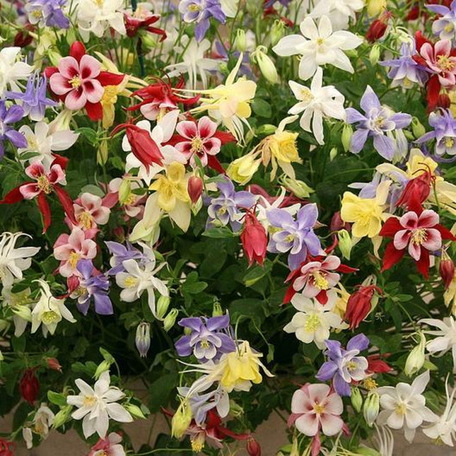 Columbine MCKANA GIANT Mix Perennial Hummingbirds Butterflies Non-Gmo 500 Seeds