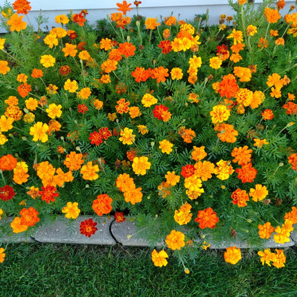 Mixed Marigold Flower Seeds, Yellow, Orange & Red, 500 Seeds, Fresh, 2024