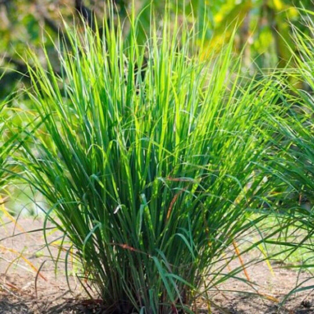 50+ Lemon Grass Seeds (Cymbopogon Citratus) FRESH Non-Gmo Garden Seeds - USA