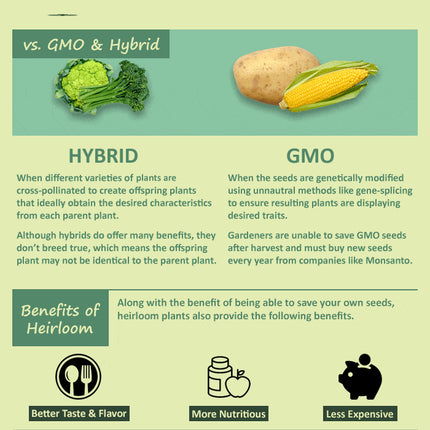 Columbine MCKANA GIANT Mix Perennial Hummingbirds Butterflies Non-Gmo 500 Seeds