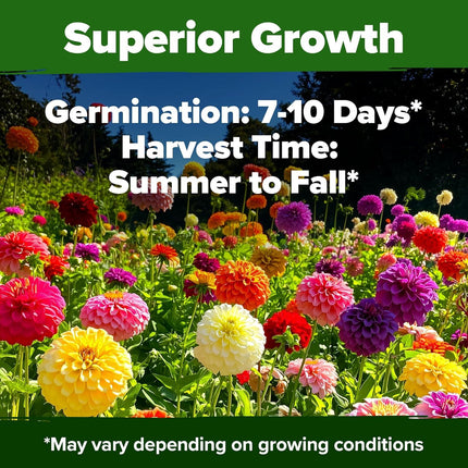 Zinnia Dahlia Seeds Pack- Bulk Flower Seeds to Plant outside for Vibrant Blooms,