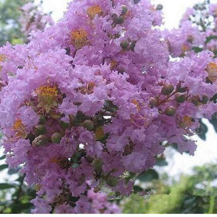 20 EXOTIC CRAPE MYRTLE SEEDS for Garden Flower House Plant Bush USA SELLER USPS