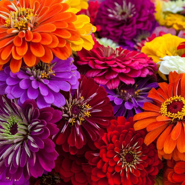 California Giant Zinnia Flower Seeds | Non-Gmo | Fresh Annual Flower Seeds