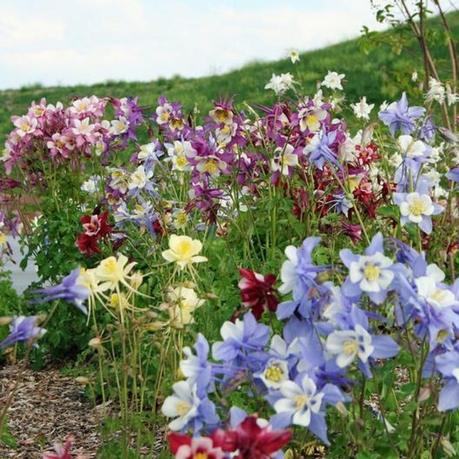Columbine MCKANA GIANT Mix Perennial Hummingbirds Butterflies Non-Gmo 500 Seeds