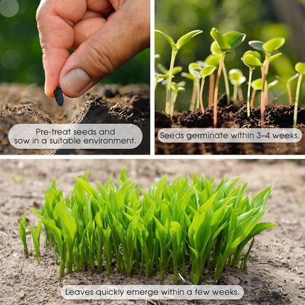 Black Red Hosta Seeds for Planting Grow Easily Hosta Plant Seeds Low Maintenance