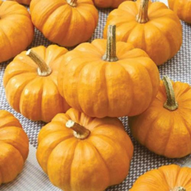 Jack Be Little Pumpkin Seed, NON-GMO Pumpkin Seed, Mini Pumpkin Seeds, 50+ Seeds