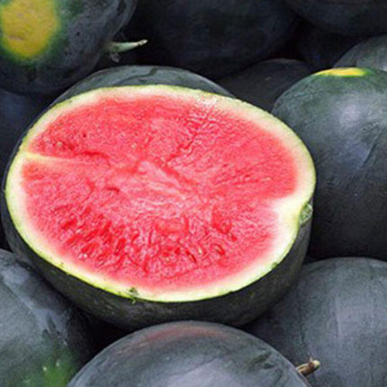 20+Black Diamond Watermelon Seeds Average Fruit WT 30-50Lbs USA