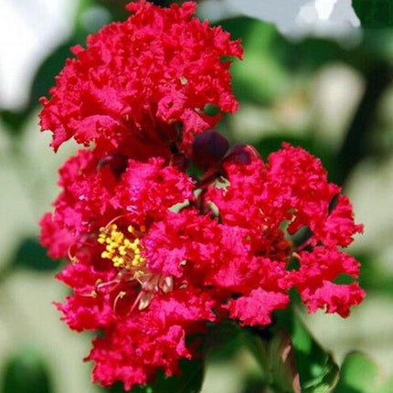 20 EXOTIC CRAPE MYRTLE SEEDS for Garden Flower House Plant Bush USA SELLER USPS