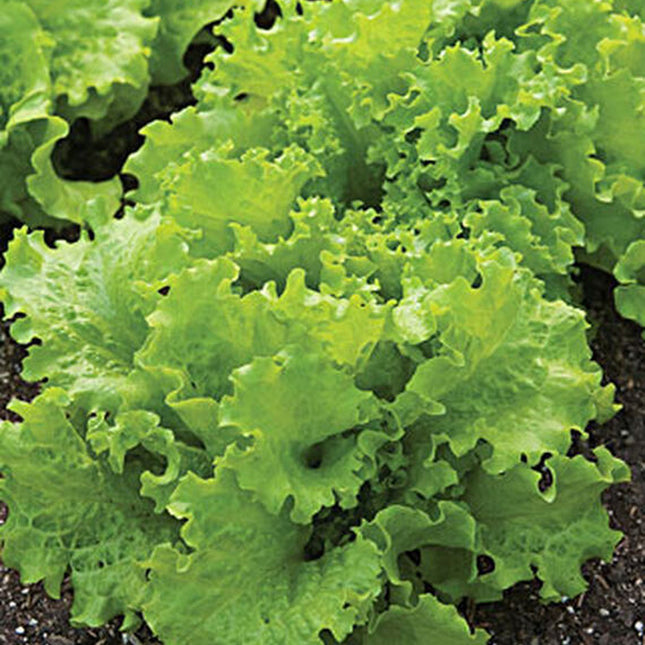 Lettuce Seeds, Black Seeded Simpson Lettuce Seeds, NON-GMO, 1000 Seeds