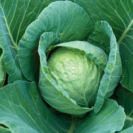 CABBAGE SEEDS 300+ ALL SEASONS CABBAGE Culinary VEGETABLE Culinary FREE SHIPPING