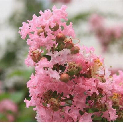 20 EXOTIC CRAPE MYRTLE SEEDS for Garden Flower House Plant Bush USA SELLER USPS