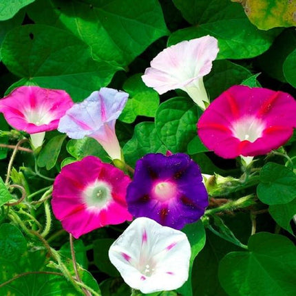 Morning Glory Mixed Flower Seeds | Non-Gmo | Heirloom | Fresh Garden Seeds