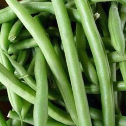 State Half Runner Bean Seed, 1 Oz. Pack (75-100 Seeds), Heirloom, NON GMO, USA
