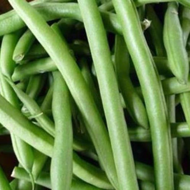 State Half Runner Bean Seed, 1 Oz. Pack (75-100 Seeds), Heirloom, NON GMO, USA