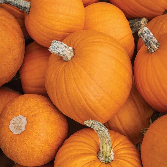 Pumpkin Seed, Sugar or Pie Pumpkin Seed, Heirloom Pie Pumpkin Seed, 20 Seeds