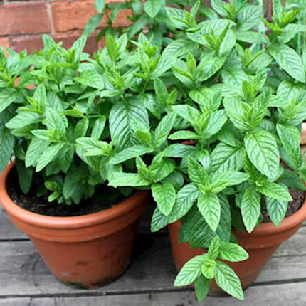 100+ Peppermint Seeds(Mentha Piperita) Heirloom Perennial Herbal USA