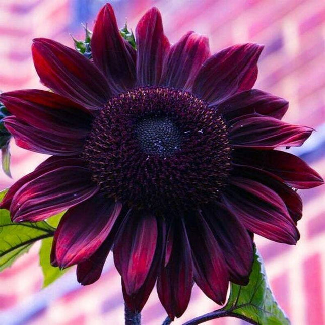 Purple Sunflower Seeds for Planting - Vibrant Heirloom Rare, Chocolate Cherry