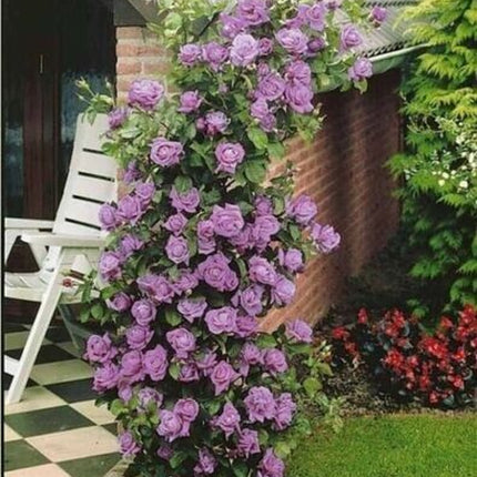 20Pcs Purple Climbing Rose Seeds - Rare Non-Gmo Heirloom Variety for Your Garden