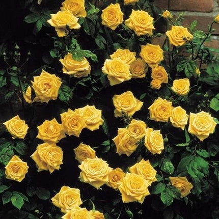 20Pcs Yellow Climbing Rose Seeds - Rare Non-Gmo Heirloom Variety for Your Garden